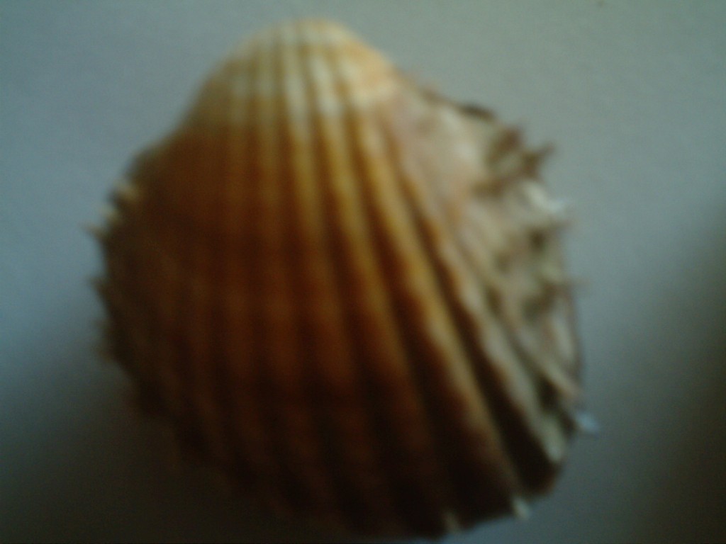 Acanthocardia aculeata o spinosa.